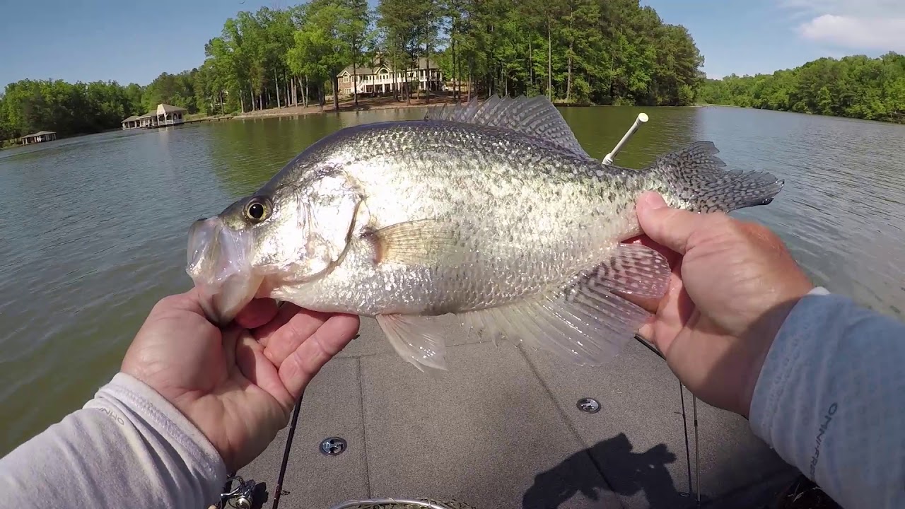 Crappie Fishing Bass Pro Baby Shad YouTube