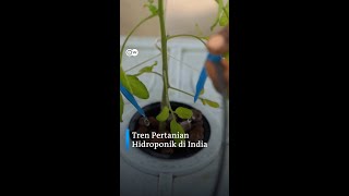 Tren Pertanian Hidroponik di India #Shorts #ShortsDWIndonesia #DWGlobalIdeas