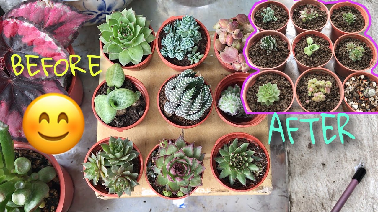 Cara Menanam Sukulen Beli Online Repotting Succulent Care 4k Youtube