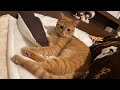 いなくなった飼い主を必死に探す猫が健気で可愛い cat desperately searching for a lost owner is cute