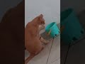 Así muestra mi gato que no le gusta su cubetita de agua.. 😅💧😸