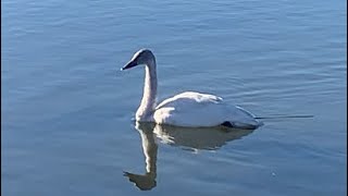 Beautiful swan swimming at the park 