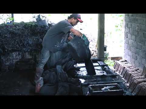 SHIBIRU Pewarna Alam Strobilanthes Cusia