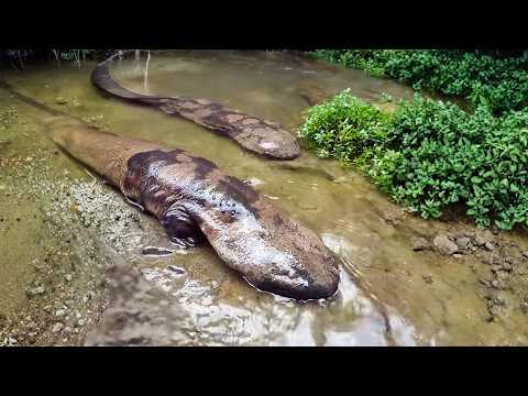 Chinese Giant Salamander 🦎 Rivers HIDE This Monster!