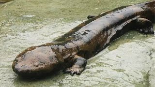 Chinese Giant Salamander Rivers Hide This Monster
