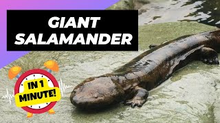 Chinese Giant Salamander  Rivers HIDE This Monster! | 1 Minute Animals
