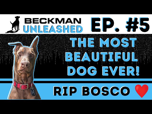 RIP Bosco. How I Lost My Beautiful Helper Dog and the Worst Vet Ever! Beckman Unleashed - Episode 5 class=