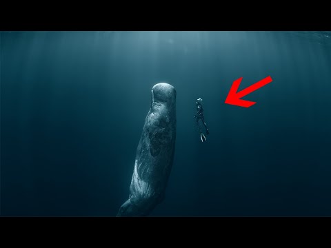 Why Freediving is Amazing but NOT for the Faint-hearted!