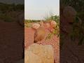Gray Francolin Ki Amazing Natural Voice | Desi Teetar#grayfrancolin #desiteetar #birdsounds #nature