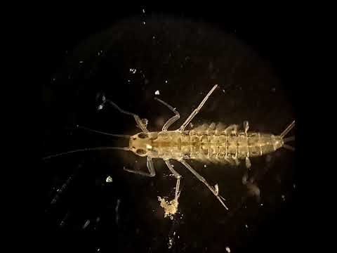 121- Ephemeroptera (mayfly