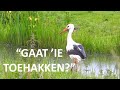Ooievaar zoekt kikkers 🐦🐸 | Foerageren in het Nederlandse landschap | Natuur met Peter #nature