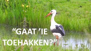Ooievaar zoekt kikkers 🐦🐸 | Foerageren in het Nederlandse landschap | Natuur met Peter #nature