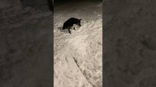 Pitbull Vs Snow I Dont Think Hes A Fan