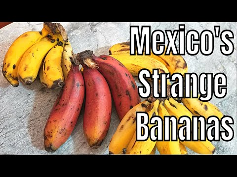 Rare Banana Varieties of Mexico (Red Banana, Seda, Dominico, Tobasco) - Weird Fruit Explorer Ep. 292