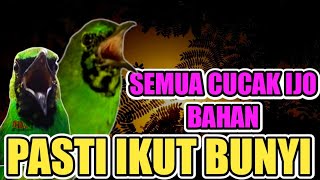 CUCAK IJO TROTOL GACOR! CUCAK IJO MANAPUN PASTI EMOSI DAN IKUT BUNYI #cucakijo #cucakijogacor