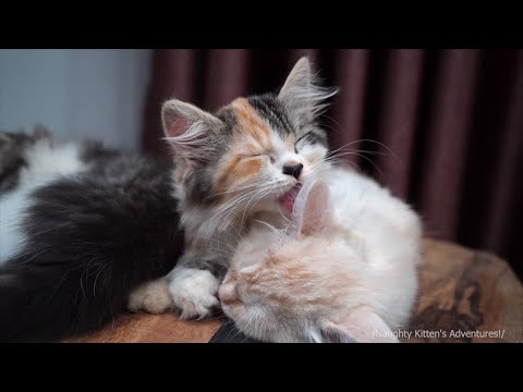 cute-kitten-sleeping---kittens-sleep-together-lovely-😼😺😸😻😹