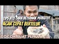 CARA  BETERNAK PERKUTUT BAGI PEMULA YG MUDAH, DAN CEPAT BERTELUR #perkutut #zebradove  #merbuk