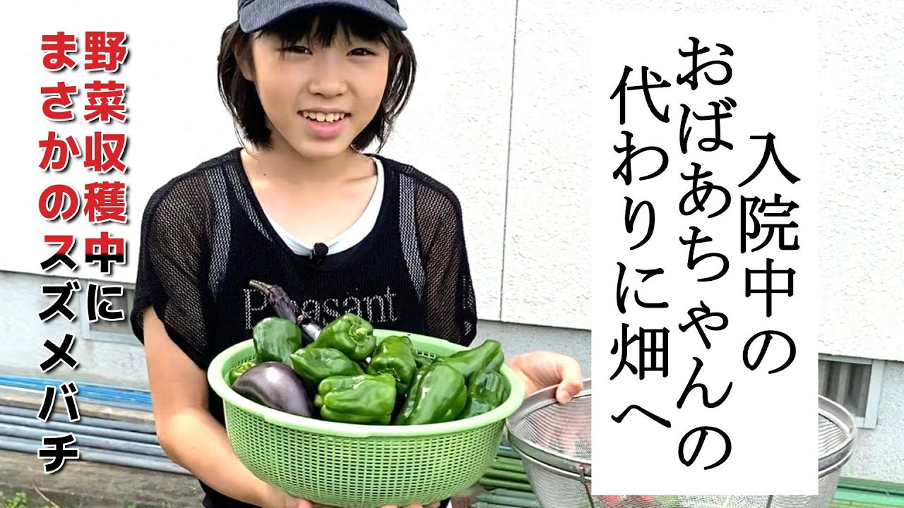 稲刈り中の事故で入院…娘が畑を引き継いで野菜収穫！