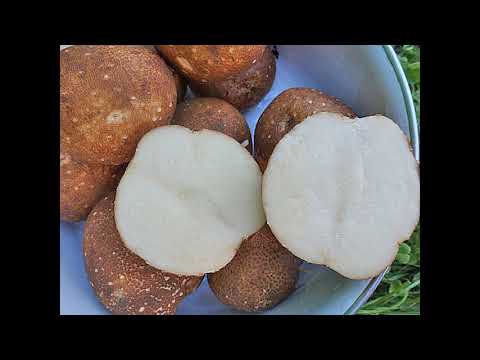 Сорт картофеля Киви: характеристика и советы по выращиванию