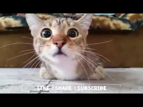 cat-reaction-funny-gif-video