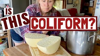Is THIS What Coliform Looks Like? {Making Blue Cheese: Part 1}