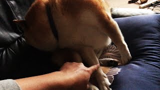 柴犬のスイッチ