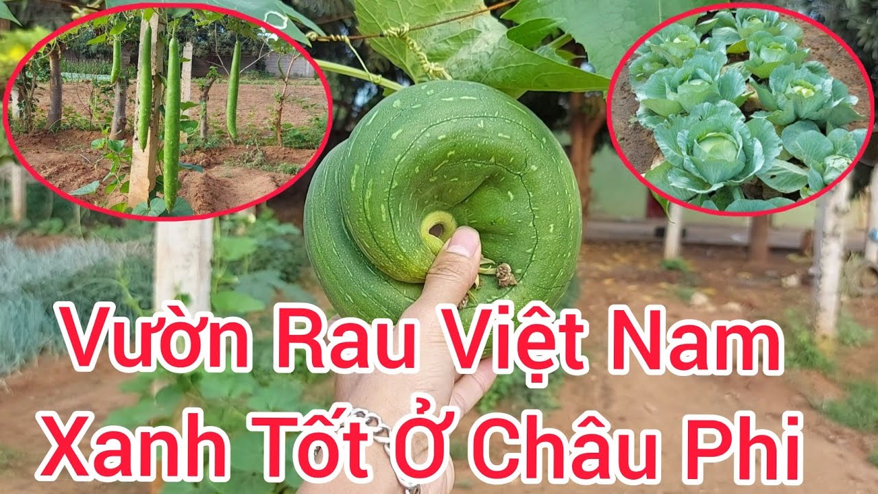 Thăm Lại Vườn Rau Việt Nam Ở Châu Phi | Ngạc Nhiên Giống Cây Bầu, Bí ...