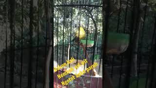 Download Lagu dakun bali nembak wit wit wit ngotot buka paruh #plecigacor #pleci #plecimaniaindonesia MP3