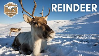 REINDEER