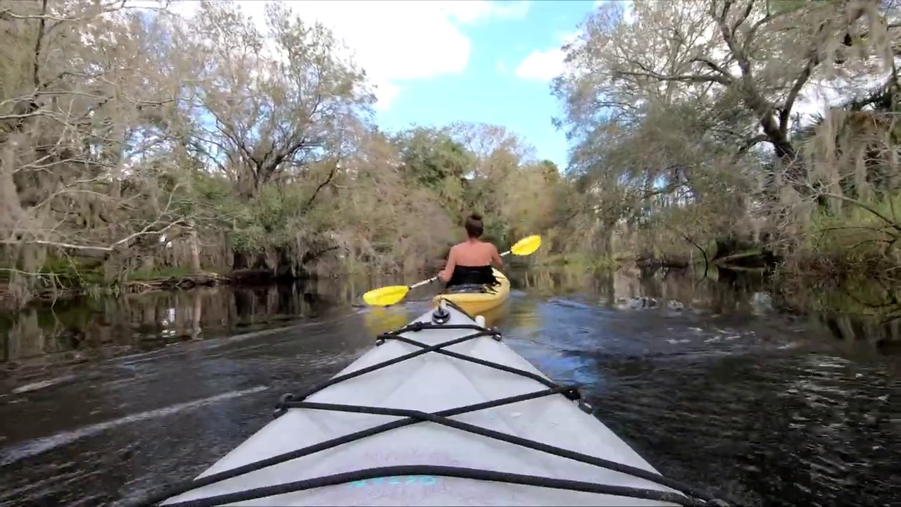 Kayaking on the Myakka River with Alligators