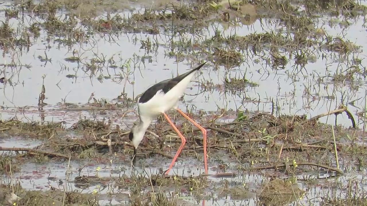Black-winged stilt 