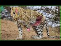 10 bad moments happen with the wild leopard when hunting  animals fight 3winanimal
