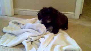 riley's first bath in tub - 10 weeks