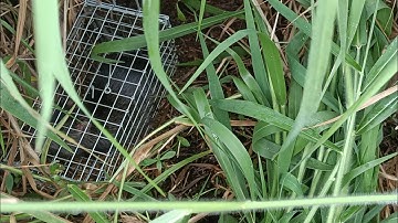 Bẩy chuột cống nhum cái đầu tiên đã có hang khủng & cái kết #sanbatbatri#