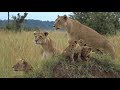 SafariLive April 23 - The beautiful Sausage Tree lion pride!