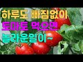 매일 먹어도 맛있는 토마토. #토마토, #과일, #야채