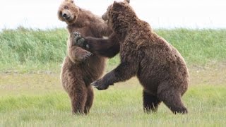 wild brown bear fight by New channel 786 views 10 years ago 2 minutes, 30 seconds