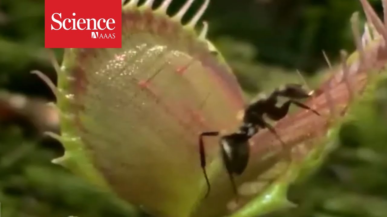 Venus Flytraps Don't Trap Insects that Pollinate Them – National Geographic  Education Blog
