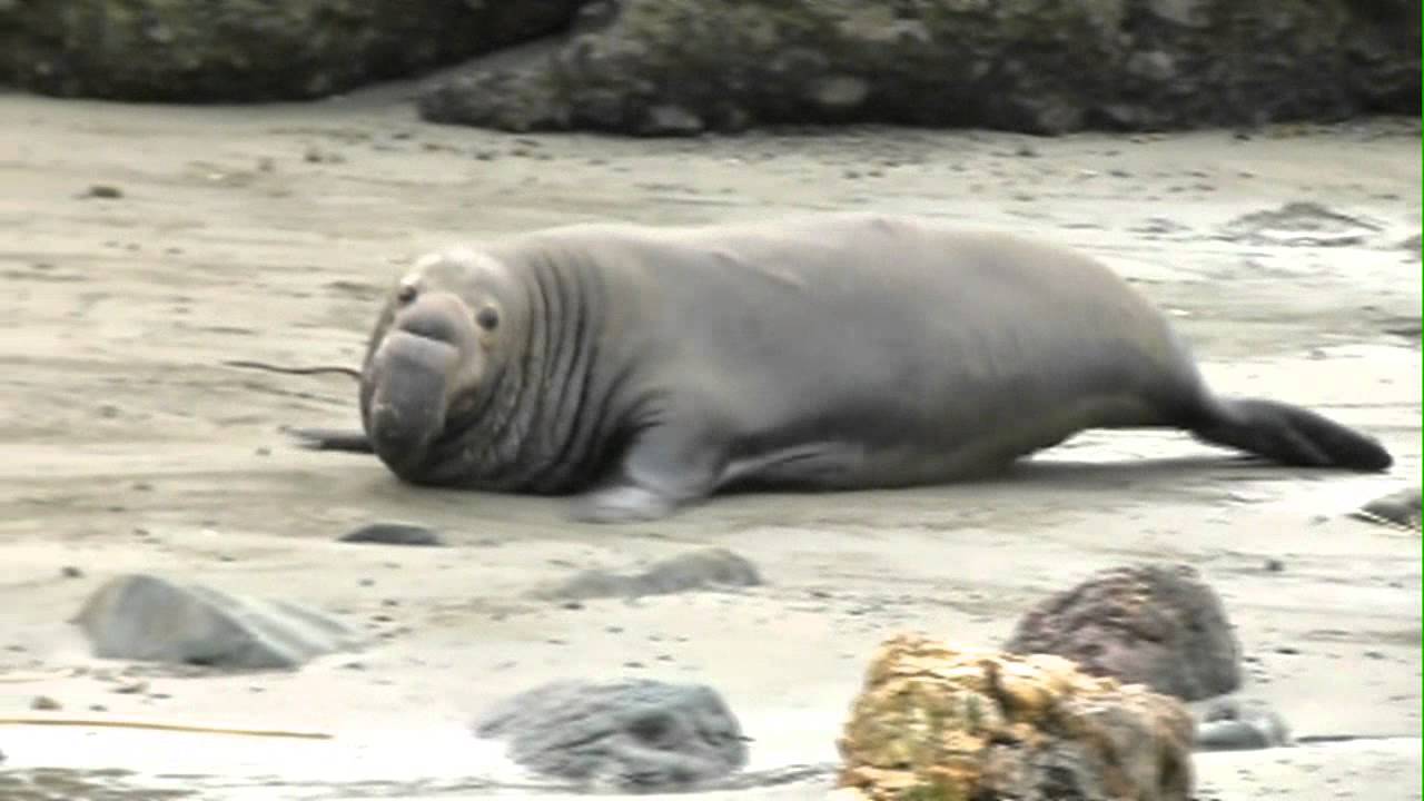ゾウアザラシの大きさや体重はどれくらい 鼻がゾウみたいで怖い 動物好き集まれ 生き物宇宙紀行 ゾウアザラシの大きさや体重はどれくらい 鼻がゾウみたいで怖い 動物好き集まれ 生き物宇宙紀行