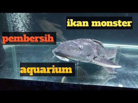 ikan sapu sapu,,ikan alternatif untuk membersihkan