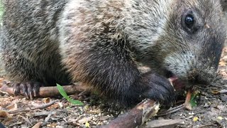 Woodchucks, Squirrels, & Forest Birds to Keep People & Pets Entertained All Day! 11 Hours Cat Dog!