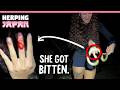 My Girlfriend got bitten! Searching for Golden Habu Vipers in Japan! Pt. 1