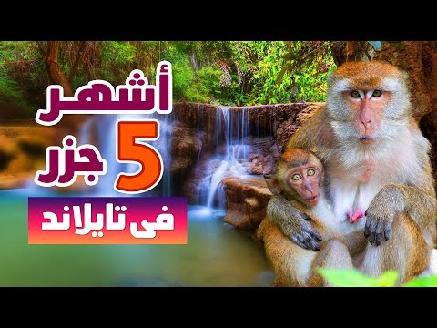 فيديو: أفضل الجزر في تايلاند