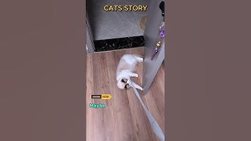 Lazy Cat Refuses to Walk, Gets Dragged Instead! 😂 #ViralShort #ShortViral