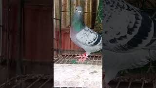 Pigeon Rider || #shortsfeed #pigeonstatus #youtubeshorts #kabootar #funnyshorts #statusvideo