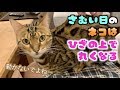 寒いからおじさんの膝の上で可愛く丸まるロゼ