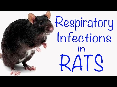 Video: Viral Respiratory Infection Sa Rats