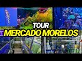 Buscando PECES EXÓTICOS en el MERCADO MORELOS (Y sí los encontramos)