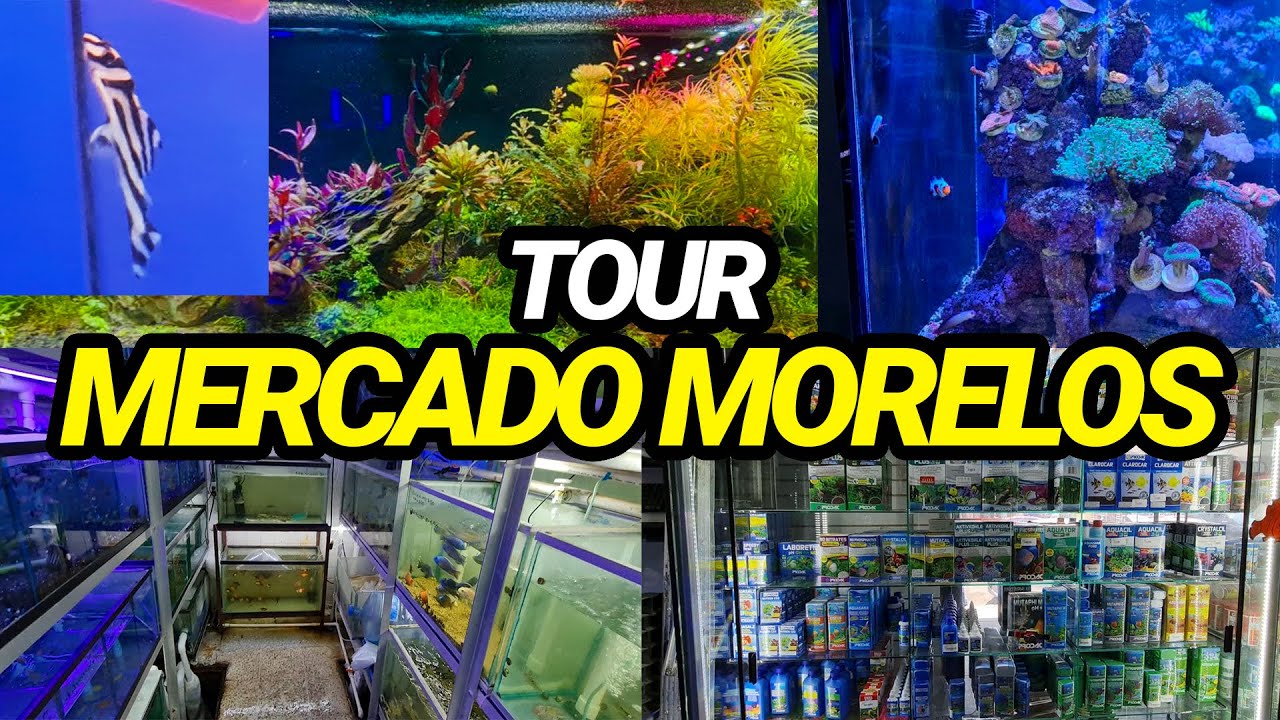 Buscando PECES EXÓTICOS en el MERCADO MORELOS (Y sí los encontramos)