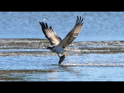 Live: get ready for a feather-filled adventure at beijing raptor rescue center